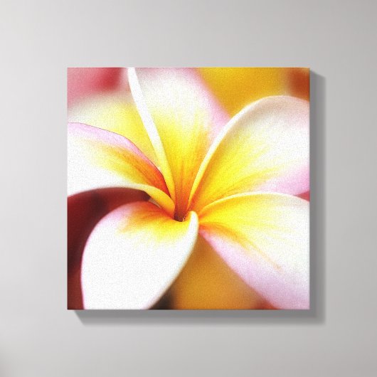 White Plumeria Frangipani Hawaii Flower Hawaiian Canvas Afdruk (Voorkant)