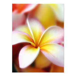 White Plumeria Frangipani Hawaii Flower Hawaiian Foto Afdruk