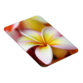 White Plumeria Frangipani Hawaii Flower Hawaiian Magneet (Rechterzijde)