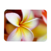 White Plumeria Frangipani Hawaii Flower Hawaiian Magneet (Horizontaal)