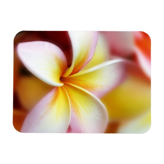 White Plumeria Frangipani Hawaii Flower Hawaiian Magneet (Horizontaal)