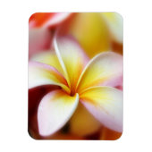 White Plumeria Frangipani Hawaii Flower Hawaiian Magneet (Verticaal)