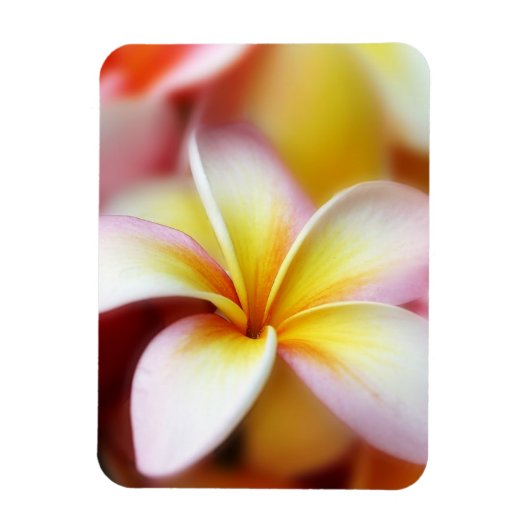 White Plumeria Frangipani Hawaii Flower Hawaiian Magneet (Verticaal)