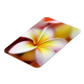 White Plumeria Frangipani Hawaii Flower Hawaiian Magneet (Linkerzijde)