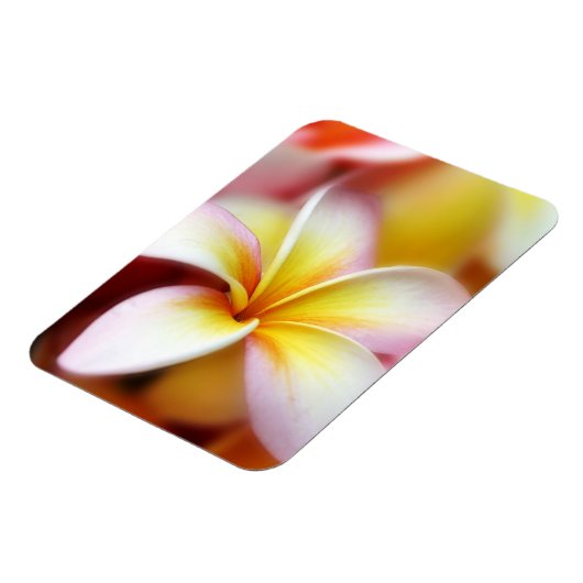 White Plumeria Frangipani Hawaii Flower Hawaiian Magneet (Linkerzijde)
