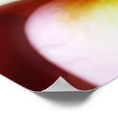 White Plumeria Frangipani Hawaii Flower Hawaiian Poster (Hoek)