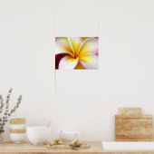 White Plumeria Frangipani Hawaii Flower Hawaiian Poster (Keuken)