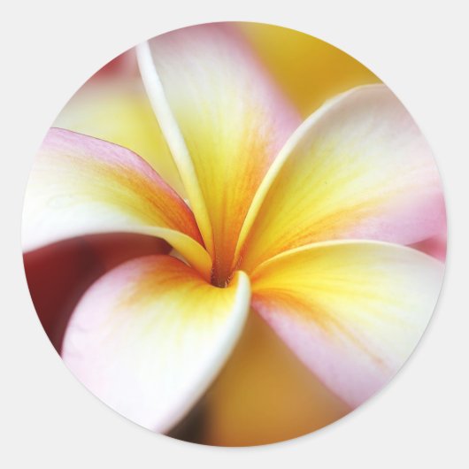 White Plumeria Frangipani Hawaii Flower Hawaiian Ronde Sticker (Voorkant)