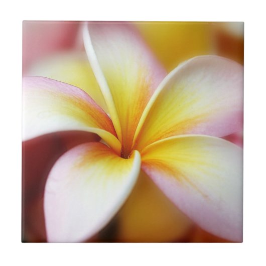 White Plumeria Frangipani Hawaii Flower Hawaiian Tegeltje (Voorkant)