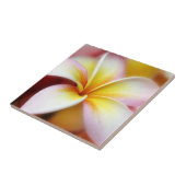 White Plumeria Frangipani Hawaii Flower Hawaiian Tegeltje (Zijkant)