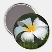 White Plumeria Frangipani Hawaii Flower Magneet (Voorkant / Achterkant)