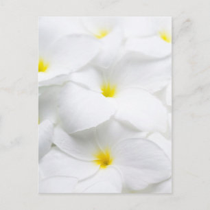 White Plumeria Frangipani Hawaiian Tropical Flower Briefkaart