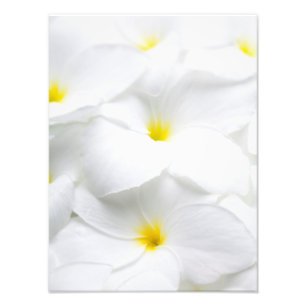 White Plumeria Frangipani Hawaiian Tropical Flower Foto Afdruk