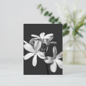 White Plumeria in full bloom Briefkaart (Staand voorkant)