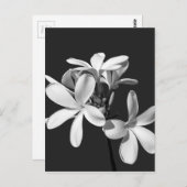 White Plumeria in full bloom Briefkaart (Voorkant / Achterkant)