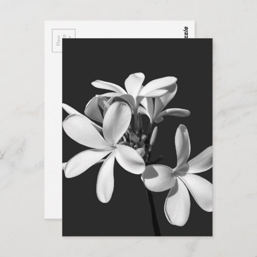White Plumeria in full bloom Briefkaart (Voorkant / Achterkant)