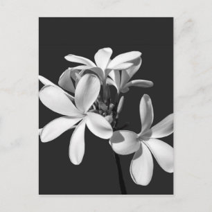White Plumeria in full bloom Briefkaart