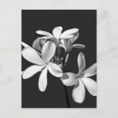 White Plumeria in full bloom Briefkaart (Voorkant)