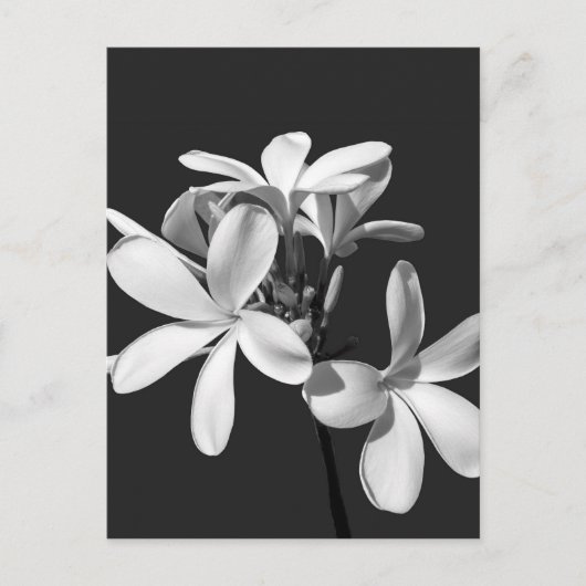 White Plumeria in full bloom Briefkaart (Voorkant)
