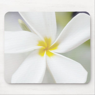 White Plumeria - Macro Portrait Muismat
