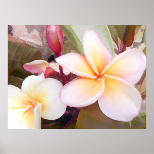 White Plumeria Poster (Voorkant)