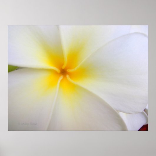 White Plumeria Poster (Voorkant)