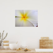 White Plumeria Poster (Keuken)