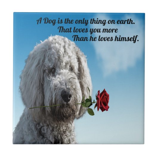 White poddle dog puppy with a red rose Dog Quote Tegeltje (Voorkant)