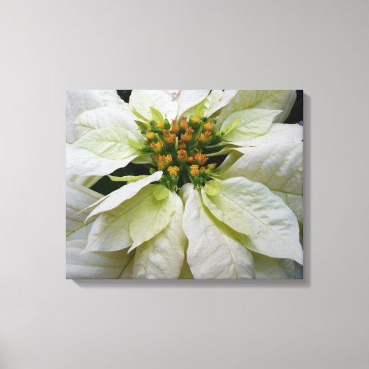 White Poinsettia Elegant Kerstfeestdag Floral Canvas Afdruk (Voorkant)