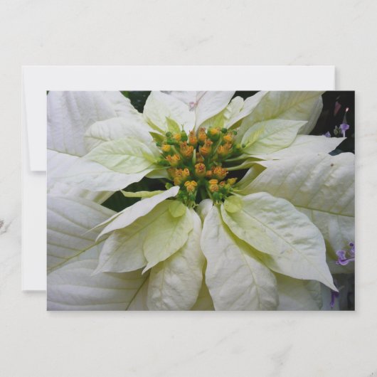 White Poinsettia Elegant Kerstfeestdag Floral Feestdagenkaart (Voorkant)