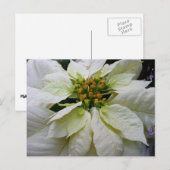 White Poinsettia Elegant Kerstfeestdag Floral Feestdagenkaart (Voorkant / Achterkant)