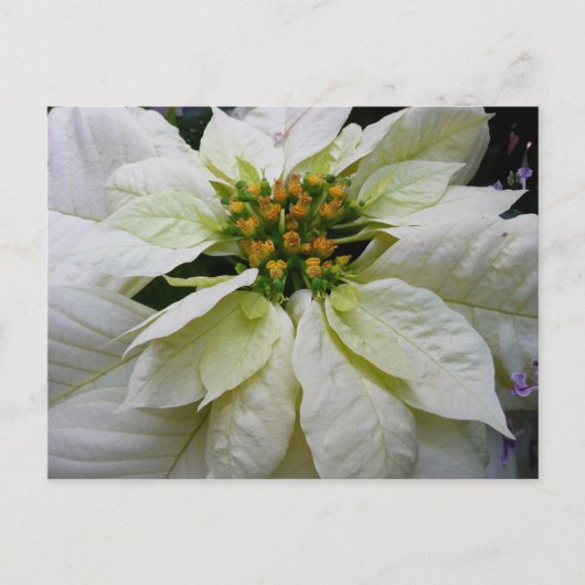 White Poinsettia Elegant Kerstfeestdag Floral Feestdagenkaart (Voorkant)