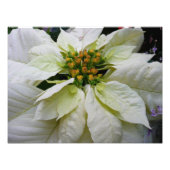 White Poinsettia Elegant Kerstfeestdag Floral Foto Afdruk (Voorkant)