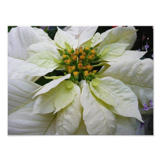White Poinsettia Elegant Kerstfeestdag Floral Foto Afdruk (Voorkant)
