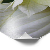 White Poinsettia Elegant Kerstfeestdag Floral Foto Afdruk (Hoek)