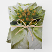 White Poinsettia Elegant Kerstfeestdag Floral Inpakpapier Vel (In situ)