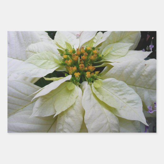 White Poinsettia Elegant Kerstfeestdag Floral Inpakpapier Vel (Voorkant 3)