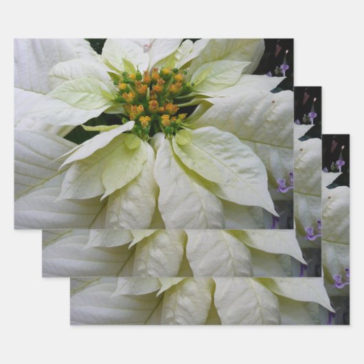 White Poinsettia Elegant Kerstfeestdag Floral Inpakpapier Vel (Set)