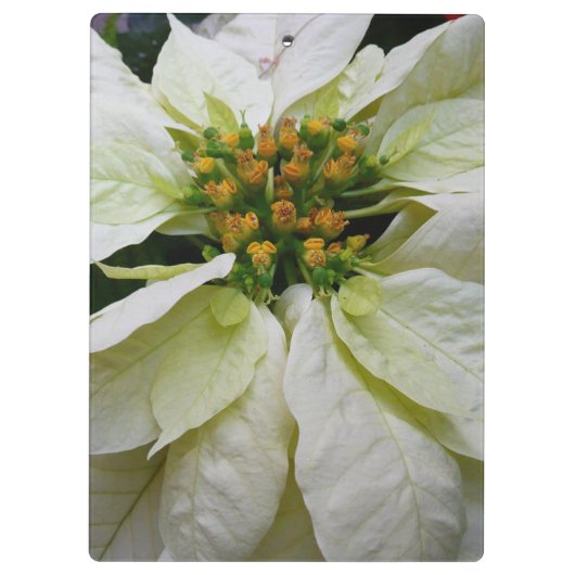 White Poinsettia Elegant Kerstfeestdag Floral Klembord (Achterkant)