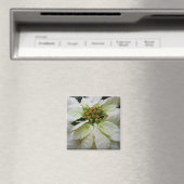 White Poinsettia Elegant Kerstfeestdag Floral Magneet (Insitu (Vaatwasser))