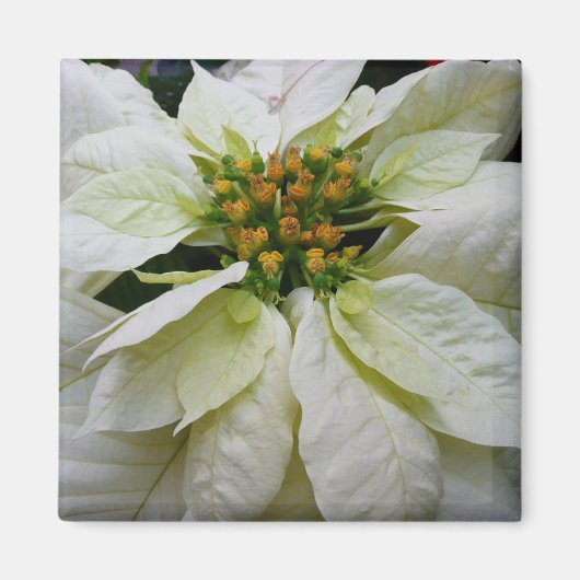 White Poinsettia Elegant Kerstfeestdag Floral Magneet (Voorkant)