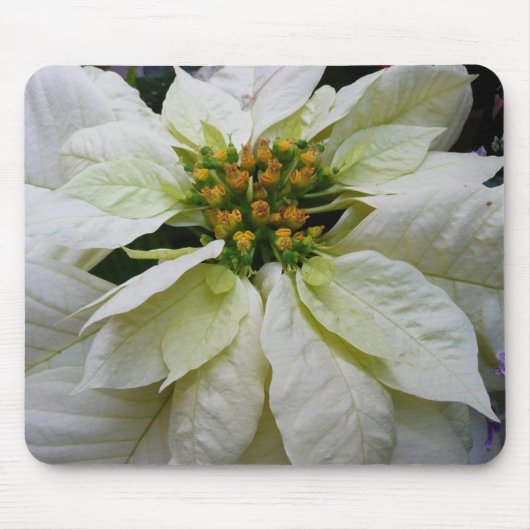 White Poinsettia Elegant Kerstfeestdag Floral Muismat (Voorkant)