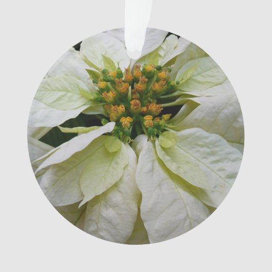 White Poinsettia Elegant Kerstfeestdag Floral Ornament (voorkant)