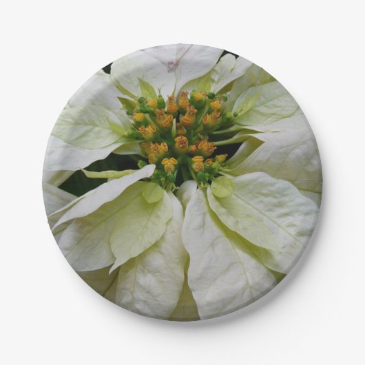 White Poinsettia Elegant Kerstfeestdag Floral Papieren Bordje (Voorkant)