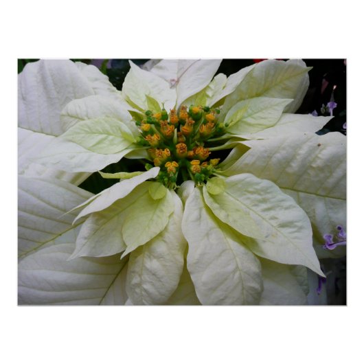White Poinsettia Elegant Kerstfeestdag Floral Perfect Poster (Voorkant)