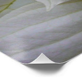 White Poinsettia Elegant Kerstfeestdag Floral Perfect Poster (Hoek)
