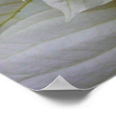 White Poinsettia Elegant Kerstfeestdag Floral Poster (Hoek)