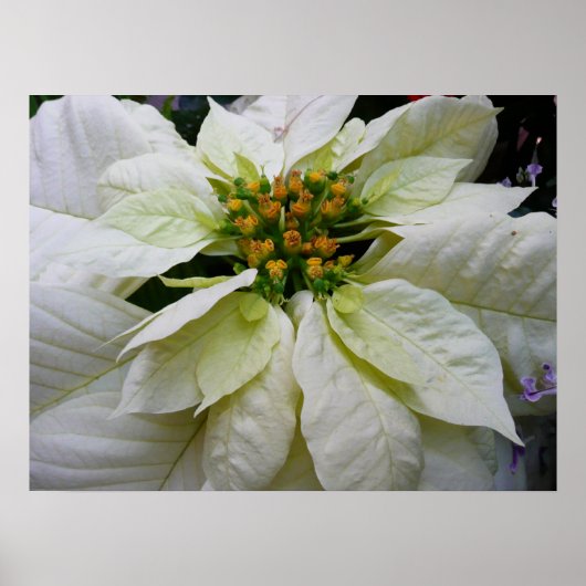 White Poinsettia Elegant Kerstfeestdag Floral Poster (Voorkant)
