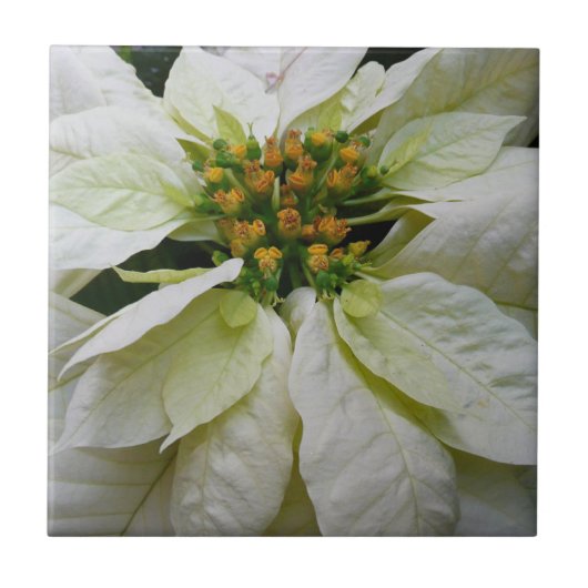 White Poinsettia Elegant Kerstfeestdag Floral Tegeltje (Voorkant)