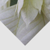 White Poinsettia Elegant Kerstfeestdag Floral Tissuepapier (Detail)